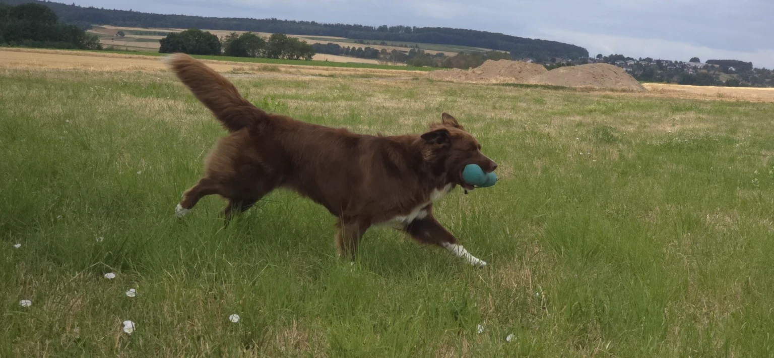 Brauner Hund läuft mit einem blauen Dummy